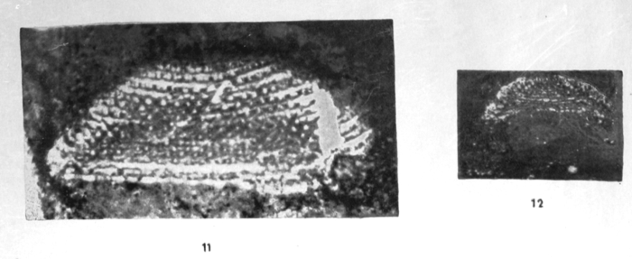 Birbalina pulchra Sahni & Sastri, 1957 Birbalina pulchra Sahni & Sastri, 1957