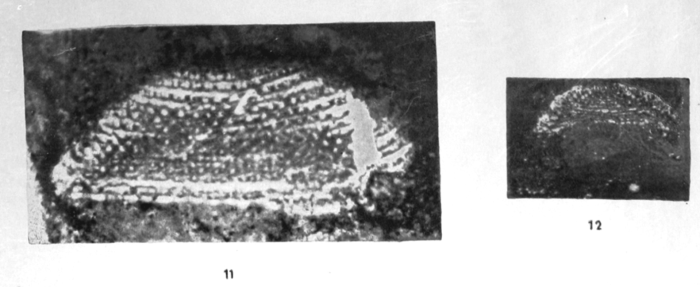 Birbalina pulchra Sahni & Sastri, 1957