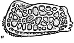 Holotype of Quasibradleya cuneazea Hornibrook, 1952