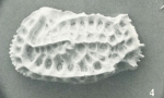 Holotype of Quasibradleya dictyonites Benson, 1972