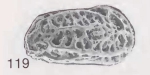 Holotype of Quasibradleya elongata Howe & Mckenzie, 1989