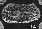 Holotype of Quasibradleya janjukiana McKenzie, Reyment & Reyment, 1991