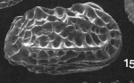 Holotype of Quasibradleya momitea McKenzie, Reyment & Reyment, 1993
