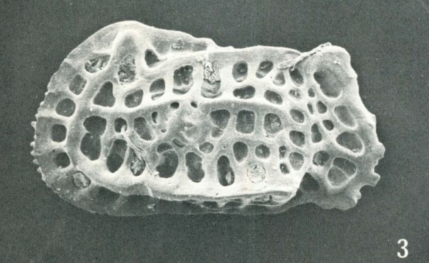 Holotyope of Quasibradleya paradictyonites Benson, 1972