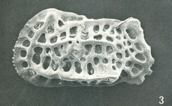 Holotype of Quasibradleya paradictyonites Benson, 1972