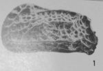 Holotype of Quasibradleya paraplicocarinata Khosla & Nagori, 1989