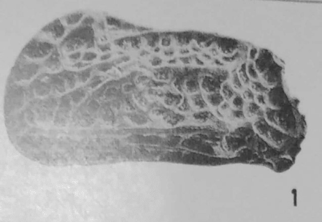 Holotype of Quasibradleya paraplicocarinata Khosla &amp; Nagori, 1989