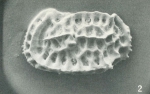 Holotype of Quasibradleya prodictyonites Benson, 1972