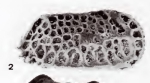 Holotype of Quasibradleya pyxos Neil, 1994