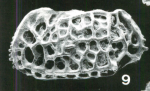Holotype of Bradleya dickbensoni McKenzie, Reyment & Reyment, 1991