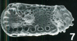 Holotype of Bradleya gilli McKenzie, Reyment & Reyment, 1990