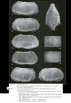 Bradleya glabra Jellinek & Swanson, 2003: Holotype from the original description