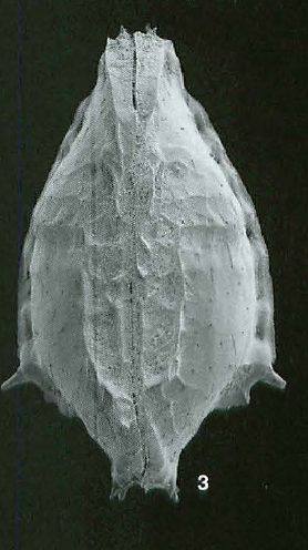 Holotype of Bradleya glabra Jellinek &amp; Swanson, 2003