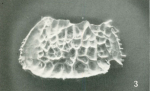 Holotype of Bradleya japonica Benson, 1972