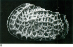 Holotype of Bradleya johnpicketti Yassini & Jones, 1995