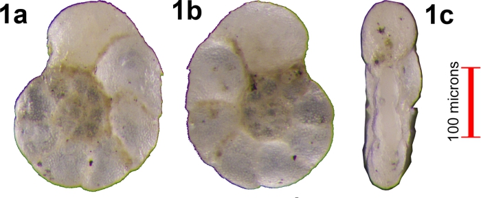 Anomalina eaglefordensis Moreman, 1927