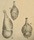 Lagena vulgaris var. bicamerata Jones, 1874