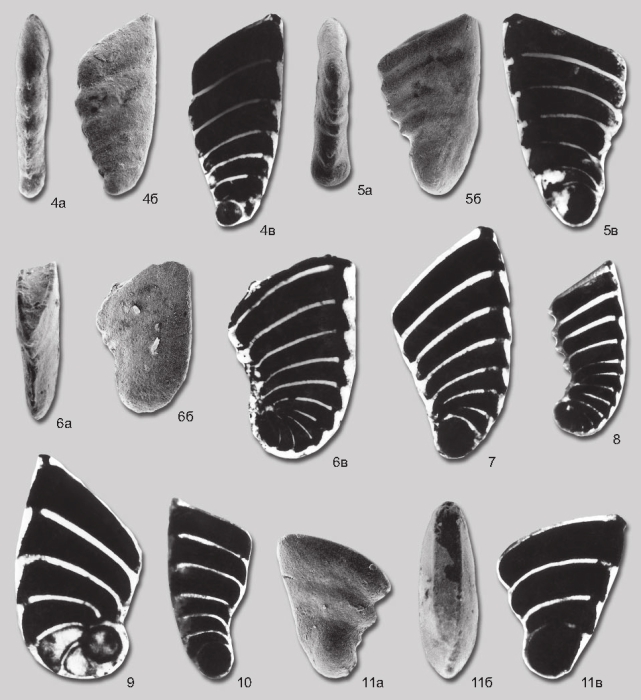 Vaginulinopsis efimovae Yadrenkin in Yadrenkin & Klets, 2004