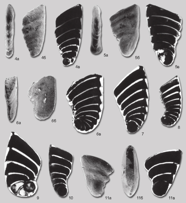 Vaginulinopsis efimovae Yadrenkin in Yadrenkin & Klets, 2004 Vaginulinopsis efimovae Yadrenkin in Yadrenkin & Klets, 2004