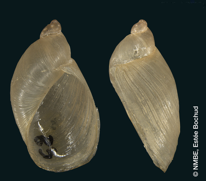 Succinea approximans