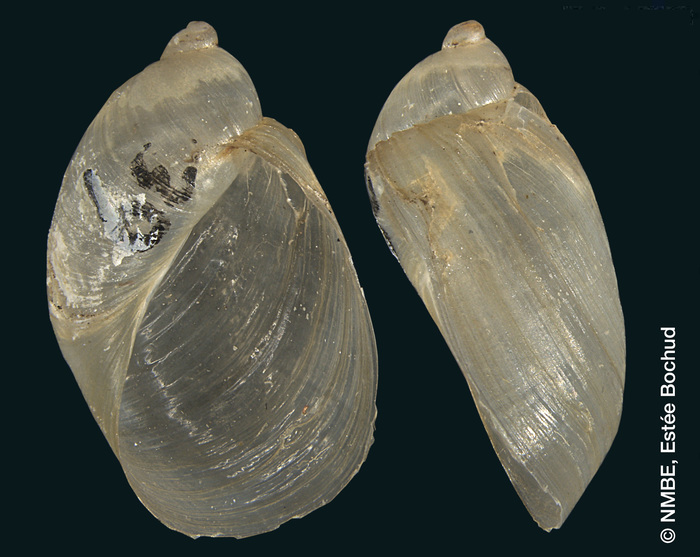 Succinea hyalina Succinea hyalina