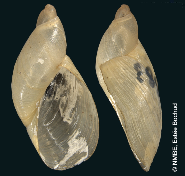 Succinea corsica Succinea corsica