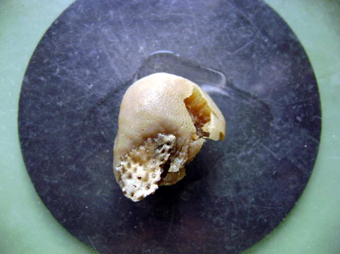 holotype, pore area holotype, pore area