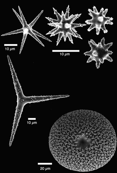 holotype, spicules