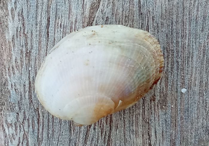 Petricola lithophaga, Fig.1 Petricola lithophaga, Fig.1