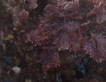 Corallinoideae, Fig.2