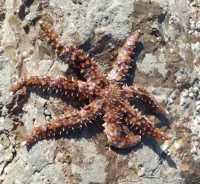 Coscinasterias tenuispina, Fig.3