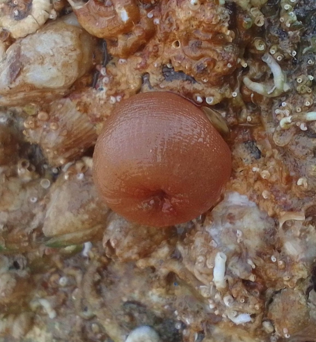 Actiniaria, Fig.2 Actiniaria, Fig.2
