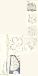 Lendenfeld_1897_Plate X Fig. 134–144