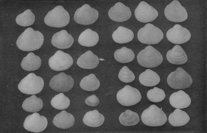 Wery (1908, pl. 22 B.) Wery (1908, pl. 22 B.)
