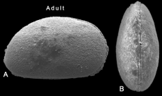 Holotype of Pattersoncypris minima Almeida-Lima, Piovesan, Sayão & Lima, 2020