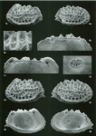 Holotype of Bradleya fenwicki Jellinek & Swanson, 2003