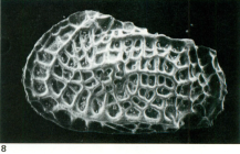 Holotype of Bradleya johnsoni Benson, 1983