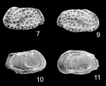 Bradleya kaesleri Ramos, Coimbra & Whatley, 2009: Holotype from the original description