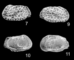 Holotype of Bradleya kaesleri Ramos, Coimbra & Whatley, 2009