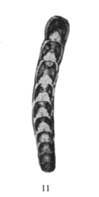 Nodosaria hubeiensis Lin, 1978 Nodosaria hubeiensis Lin, 1978