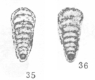 Nodosaria hubeiensis Lin, 1984 Nodosaria hubeiensis Lin, 1984