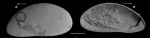Holotype of Xestoleberis nansenensis, Külköylüoğlu, 2023