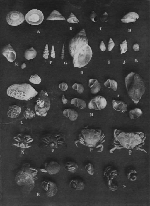 Wery (1908, pl. 24) Wery (1908, pl. 24)