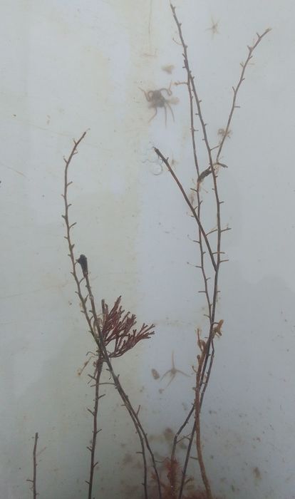 Kirchenpaueriidae, Fig.2 Kirchenpaueriidae, Fig.2