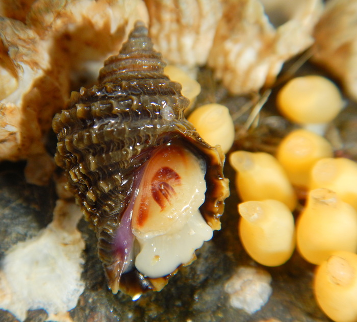 Nucella ostrina Nucella ostrina