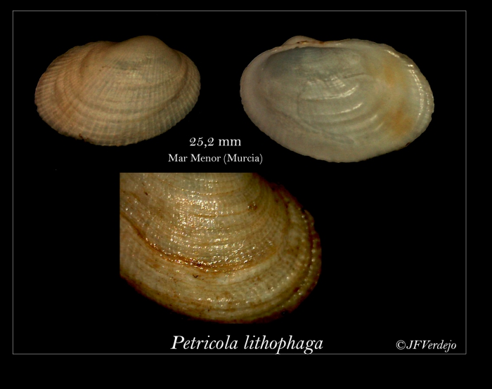 Petricola lithophaga (Retzius, 1788)