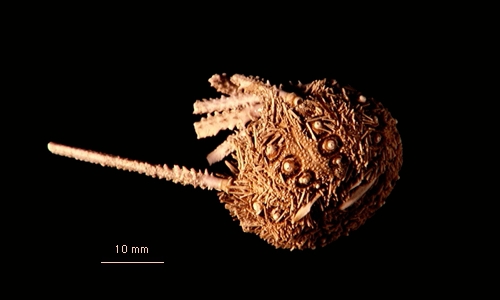 Notocidaris lanceolata Notocidaris lanceolata