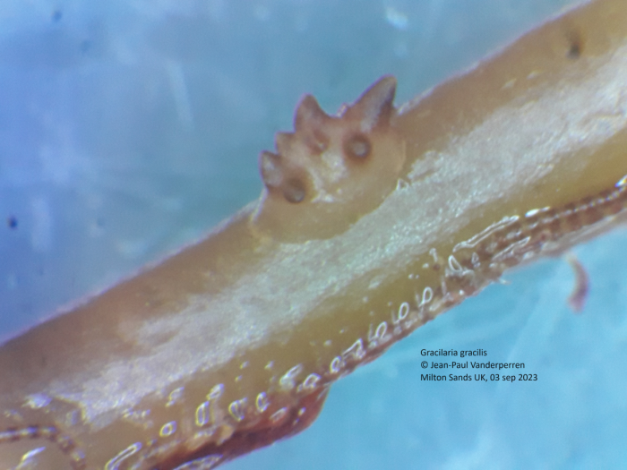 Gracilaria gracilis Gracilaria gracilis