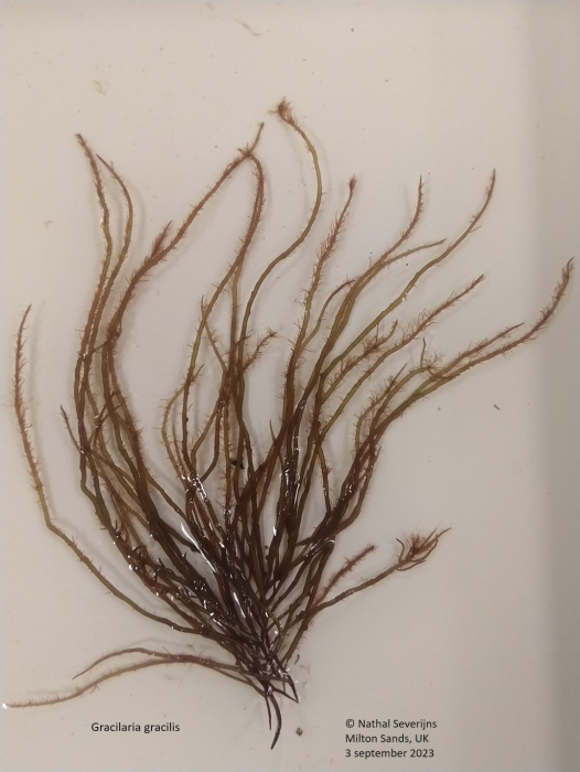 Gracilaria gracilis Gracilaria gracilis