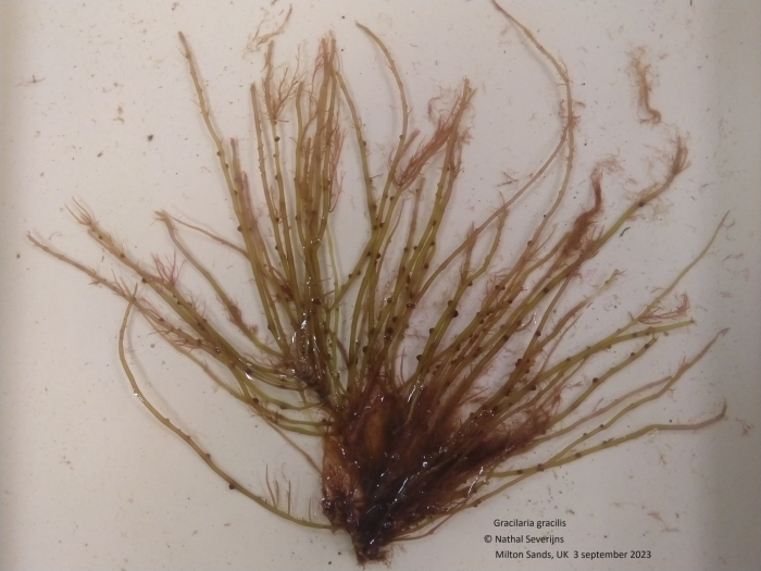 Gracilaria gracilis Gracilaria gracilis